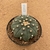 Astrophytum asterias akabana 125F (Pote 11) - comprar online