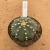 Astrophytum asterias akabana 12F (Pote 11) - comprar online