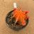 Matriz de Gymnocalycium variegata 666 (Pote 15) - comprar online