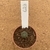 Astrophytum asterias purple 629 (Pote 6) - comprar online