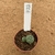 Astrophytum asterias 5 ribs bicéfalo 722 (Pote 6) - comprar online
