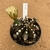 Gymnocalycium variegata 749 (Pote 11) - comprar online