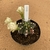 Gymnocalycium variegata 788 (Pote 11) - comprar online