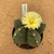 Astrophytum myriostigma nudum 734 (Pote 11) - comprar online