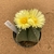 Astrophytum myriostigma nudum 745 (Pote 11) - comprar online