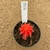 Gymnocalycium aurea enxertado 856 (Pote 9) - comprar online
