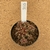 Gymnocalycium t rex enxertado 955 (Pote 9) - comprar online