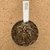 Gymnocalycium t rex enxertado 992 (Pote 9) - comprar online