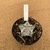 Astrophytum onzuka A131 (Pote 11) - comprar online