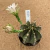 Gymnocalycium híbrido enxertado A219 (Pote 9) - comprar online