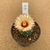 Astrophytum asterias 77 (Pote 9) - comprar online