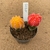Dupla de Gymnocalycium aurea enxertado A895 (Pote 9) - comprar online