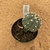 Astrophytum asterias enxertado B73 (Pote 9) - comprar online