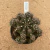Gymnocalycium híbrido B168 (Pote 11) - comprar online