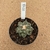Ariocarpus godzilla x triflinger B142 (Pote 11) - comprar online