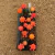 Bandeja de Gymnocalycium aurea enxertado B273 - comprar online