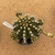 Matriz de Gymnocalycium híbrido B357 (Pote 15) - comprar online