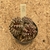 Gymnocalycium t rex enxertado 179 (Pote 9) - comprar online