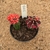 Dupla de Gymnocalycium variegata enxertado 939 (Pote 9) - comprar online