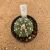 Astrophytum asterias A69 (Pote 9) - comprar online