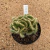 Austrocylindropuntia subulata cristata A141 (Pote 11) - comprar online