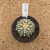 Astrophytum superkabuto star shape A244 (Pote 9) - comprar online