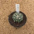 Astrophytum superkabuto A223 (Pote 9) - comprar online