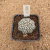 Astrophytum yamamoto A344 (Pote 10) - comprar online