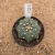 Astrophytum asterias star shape A325 (Pote 9) - comprar online