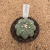 Astrophytum asterias star shape A334 (Pote 9) - comprar online