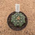 Astrophytum asterias star shape nudum A330 (Pote 9) - comprar online