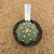 Astrophytum asterias star shape nudum A328 (Pote 9) - comprar online