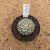Astrophytum superkabuto v type A403 (Pote 9) - comprar online