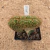 Pilosocereus sp cristata enxertado A485 (Pote 11) - comprar online