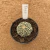 Astrophytum superkabuto A742 (Pote 9) - comprar online