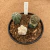 Trio de mix de cactos enxertados A672 (Pote 15) - comprar online