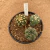 Trio de mix de cactos enxertados A671 (Pote 15) - comprar online