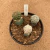 Trio de mix de cactos enxertados A778 (Pote 15) - comprar online