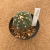 Astrophytum asterias enxertado A766 (Pote 11) - comprar online