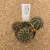 Lobivia arachnacantha A612 (Pote 6) - comprar online