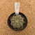 Gymnocalycium baldianum A571 (Pote 9) - comprar online