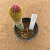 Echinocereus rigidissimus var. rubispinus enxertado A 819 (Pote 9) - comprar online