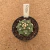 Astrophytum asterias kikko A855 (Pote 9) - comprar online