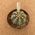 Astrophytum asterias A812 (Pote 11) - comprar online