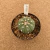 Astrophytum asterias A807 (Pote 11) - comprar online