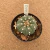 Astrophytum asterias A842 (Pote 11) - comprar online