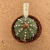 Astrophytum asterias A937 (Pote 11) - comprar online