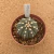Astrophytum asterias A980 (Pote 11) - comprar online
