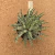Aloe humilis A995 (Pote 11) - comprar online