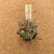 Astrophytum capricorne A909 (Pote 6) - comprar online